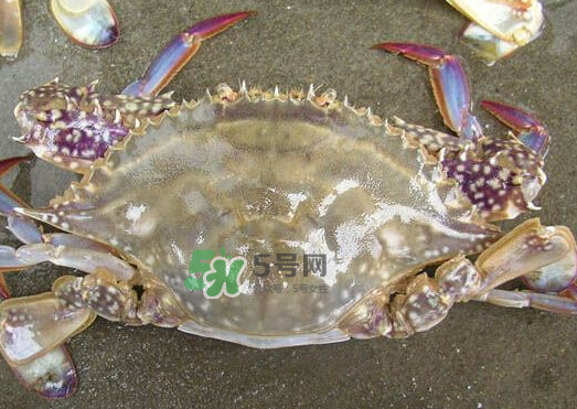 梭子蟹養殖的嗎？梭子蟹養殖和野生的區別