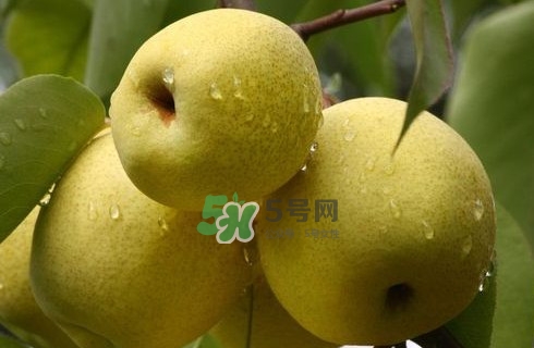 梨子是發物嗎？梨子是不是不能分著吃