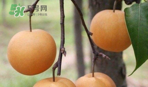 梨子什么時候吃最好？梨子什么時候成熟