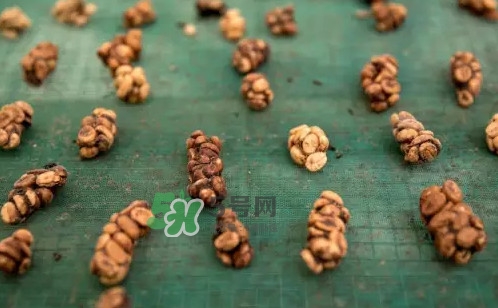 貓屎咖啡是怎么來的？貓屎咖啡的由來