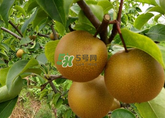 豐水梨產(chǎn)地在哪里？豐水梨是哪里產(chǎn)的？