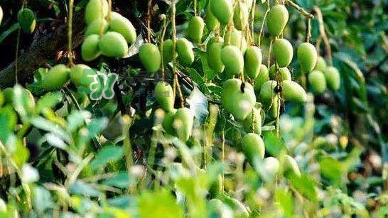 孕晚期能吃芒果嗎？孕晚期吃了很多芒果對胎兒好嗎？