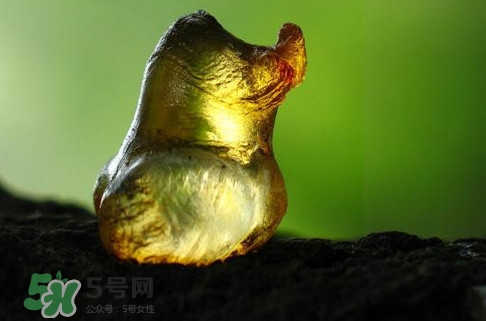 桃膠是發物嗎？桃膠是中藥嗎