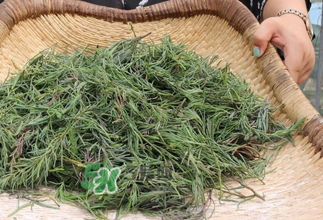 海英菜的營養價值_海英菜的功效與作用及食用方法