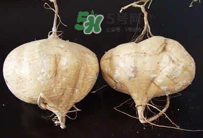 涼薯是什么東西？涼薯是地瓜嗎？
