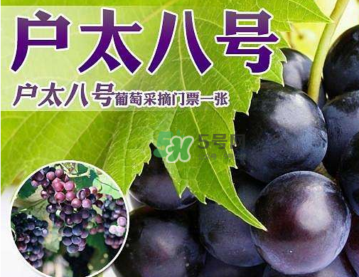 戶太八號多少錢一斤？戶太八號為什么在全國很有名？