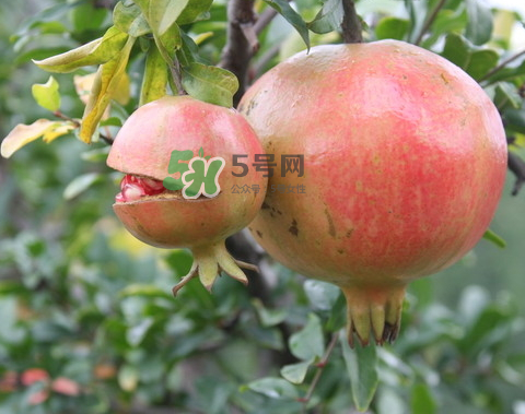 石榴為什么會爛？石榴怎么存放不會爛？