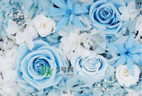 野獸派永生花會死嗎？野獸派永生花是什么？
