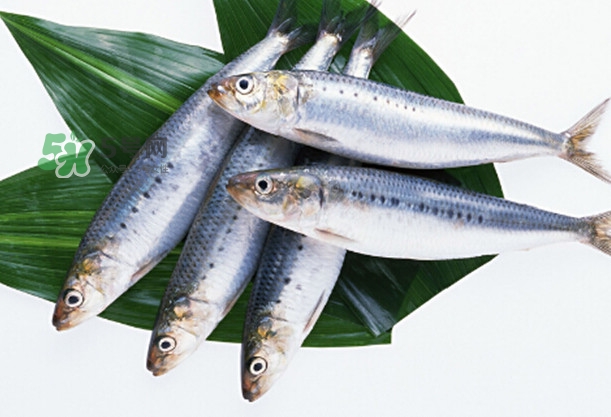 沙丁魚和秋刀魚有什么不一樣？秋刀魚和沙丁魚的區別
