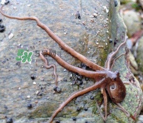 章魚(yú)有牙齒嗎？章魚(yú)天敵是什么