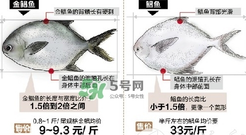 金鯧魚是海魚嗎？金鯧魚的刺多嗎？