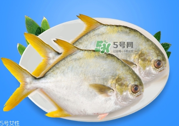 金鯧魚是海魚嗎？金鯧魚的刺多嗎？
