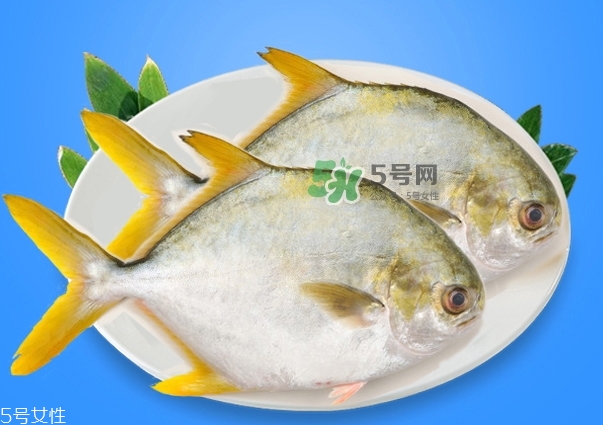 金鯧魚的營養價值 金鯧魚的功效作用