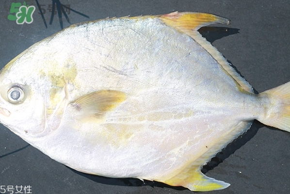 金鯧魚的營養價值 金鯧魚的功效作用