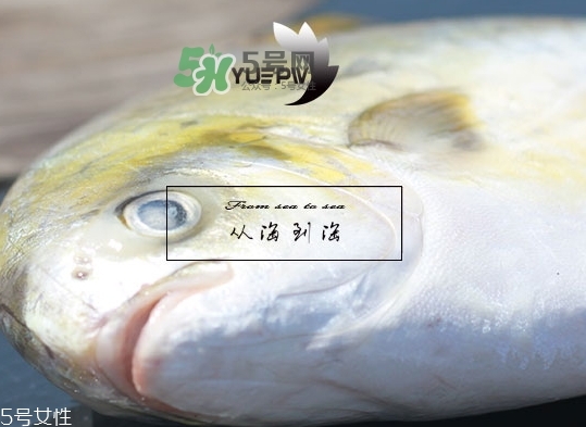 金鯧魚的營養價值 金鯧魚的功效作用
