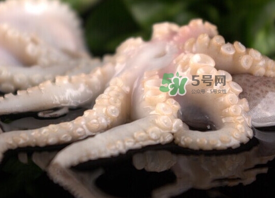 章魚有幾只腳？章魚有幾個爪子