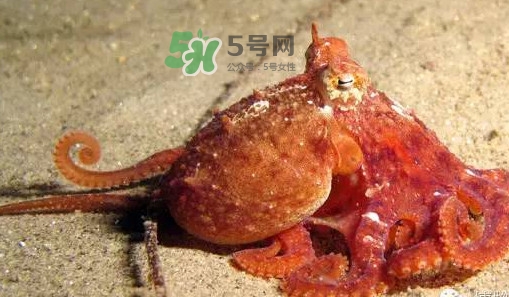 章魚(yú)有牙齒嗎？章魚(yú)天敵是什么