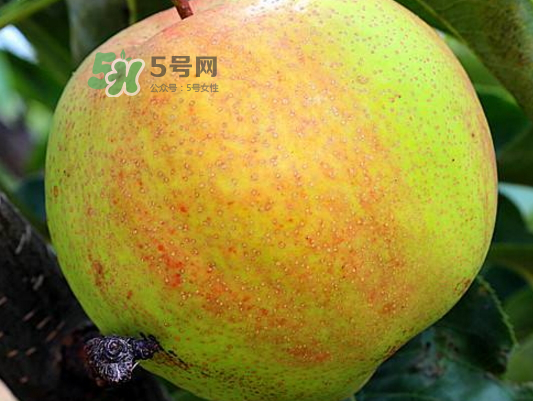 蘋果梨是轉基因還是變基因？蘋果梨的功效與作用