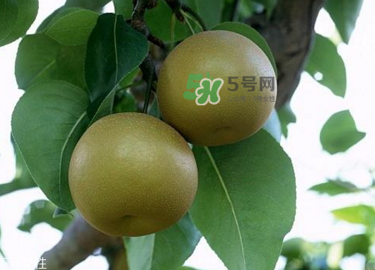 沙梨孕婦可以吃嗎？沙梨的功效與作用