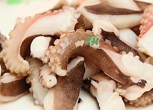 章魚有幾只腳？章魚有幾個爪子