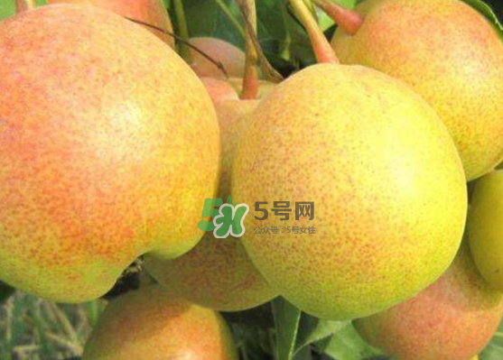 蘋果梨是轉基因還是變基因？蘋果梨的功效與作用