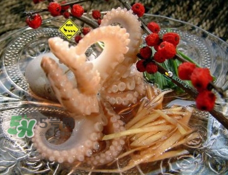 章魚有幾只腳？章魚有幾個爪子