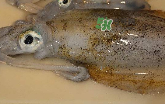 新鮮魷魚怎么保存？魷魚可以冷凍嗎