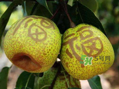 萊陽梨什么時候成熟？萊陽梨多少錢一斤？
