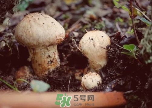 產婦能吃松茸嗎？哺乳期可以吃松茸嗎