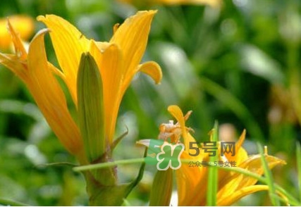 新鮮黃花菜怎么處理？干黃花菜怎么處理