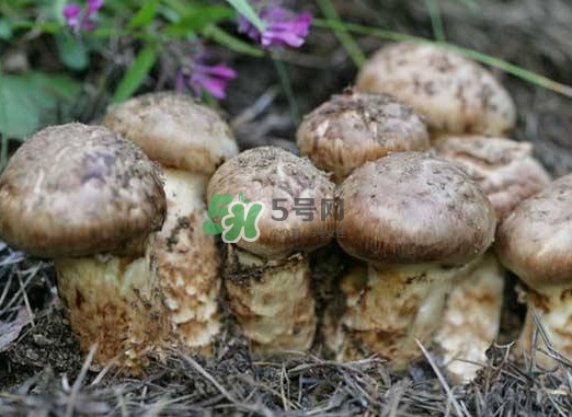 產婦能吃松茸嗎？哺乳期可以吃松茸嗎