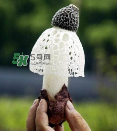 新鮮竹蓀怎么保存？干竹蓀怎么保存