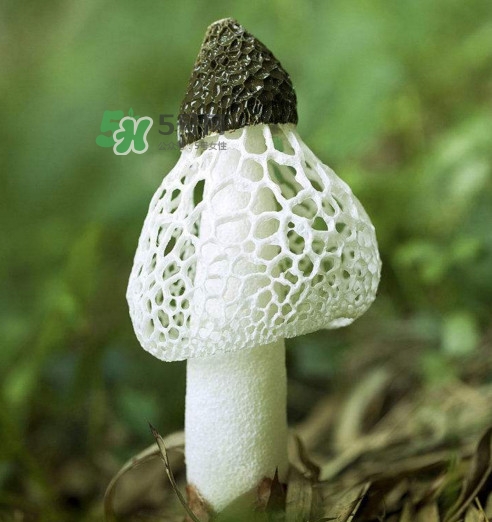竹蓀黑色菌蓋能吃嗎？竹蓀食用禁忌是什么