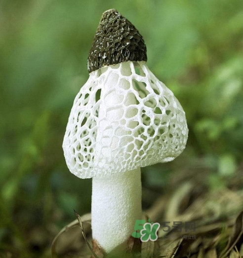 竹蓀什么樣的好？買竹蓀怎么挑選