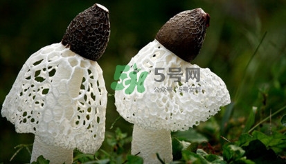 竹蓀黑色菌蓋能吃嗎？竹蓀食用禁忌是什么
