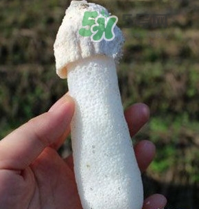 竹蓀什么樣的好？買竹蓀怎么挑選