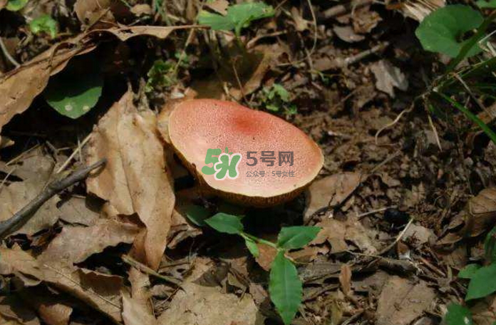 蘑菇中毒怎么辦？蘑菇中毒的癥狀