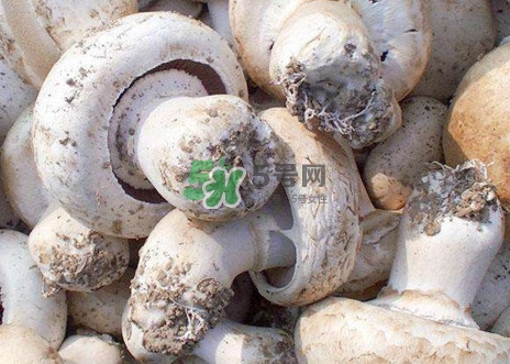 口蘑是什么蘑菇？口蘑長(zhǎng)什么樣子？