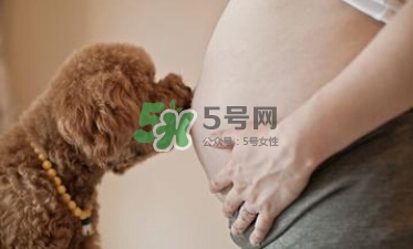孕婦不能養寵物嗎？為什么孕婦不能養寵物？