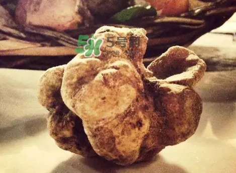 世界上評價(jià)較高的松露品種是什么？白松露和黑松露哪個(gè)好