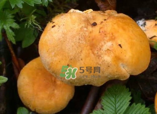 新鮮雞油菌怎么保存？干雞油菌怎么保存