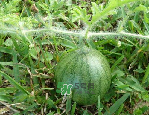 9月份可以種西瓜嗎？九月份種西瓜會結果嗎？