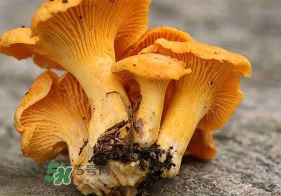 雞油菌什么季節(jié)有？雞油菌什么時(shí)候采摘