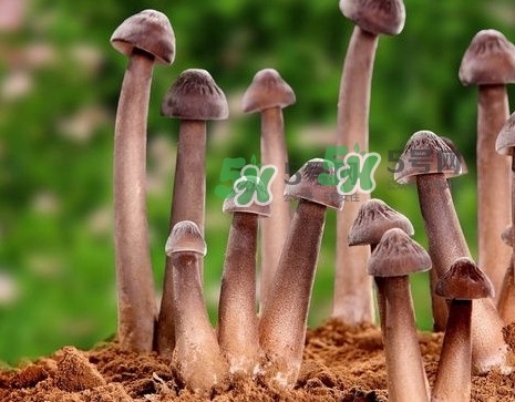 雞樅菌多少錢一斤？干雞樅菌多少錢一斤