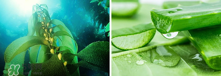 紀(jì)皙妍氣墊bb霜怎么樣？紀(jì)皙妍氣墊好不好用？