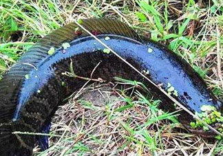 九月份可以釣黑魚嗎？9月份可以釣黑魚嗎？