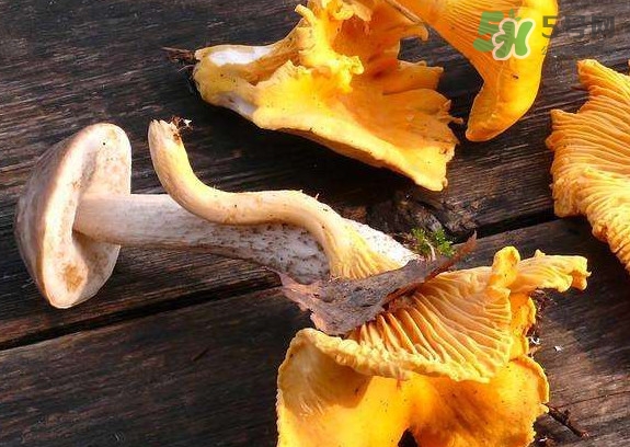 雞油菌什么季節(jié)有？雞油菌什么時(shí)候采摘