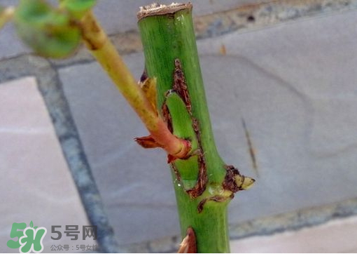 九月份能嫁接樹嗎？九月份怎么嫁接樹？