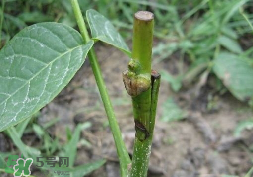 九月份能嫁接樹嗎？九月份怎么嫁接樹？