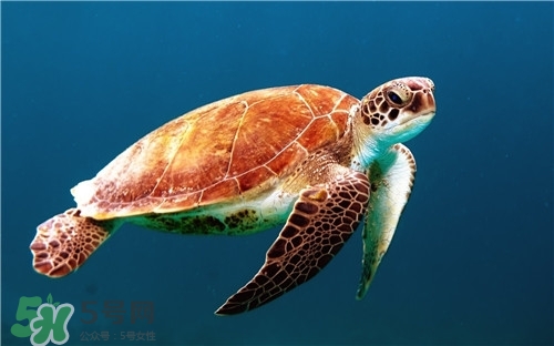 甲魚湯是涼性的嗎？甲魚湯的禁忌人群